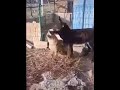 مواجهة خطيرة بين الحمار و الضبع،و النتيجة غير متوقعة!! A confrontation between a hyena and a donkey.