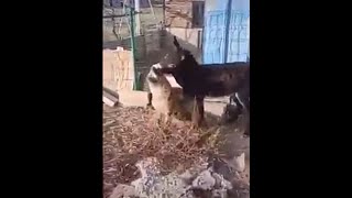 مواجهة خطيرة بين الحمار و الضبع،و النتيجة غير متوقعة!! A confrontation between a hyena and a donkey.