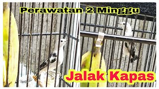 Karakter Burung Jalak Kapas Untuk Pemula | Perawatan Selama Dua Minggu