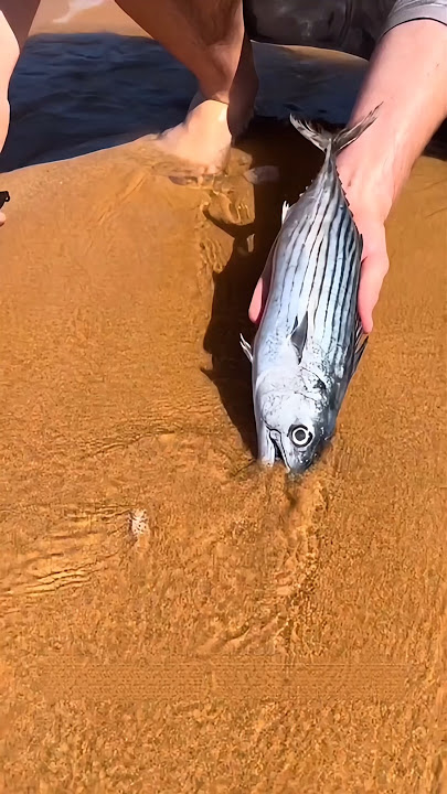 The Giant Worms Hiding Beneath the Sand 😨🏖️.