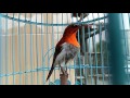 Dasyatnya Kicauan Burung KOLIBRI SEPAH RAJA Jawara