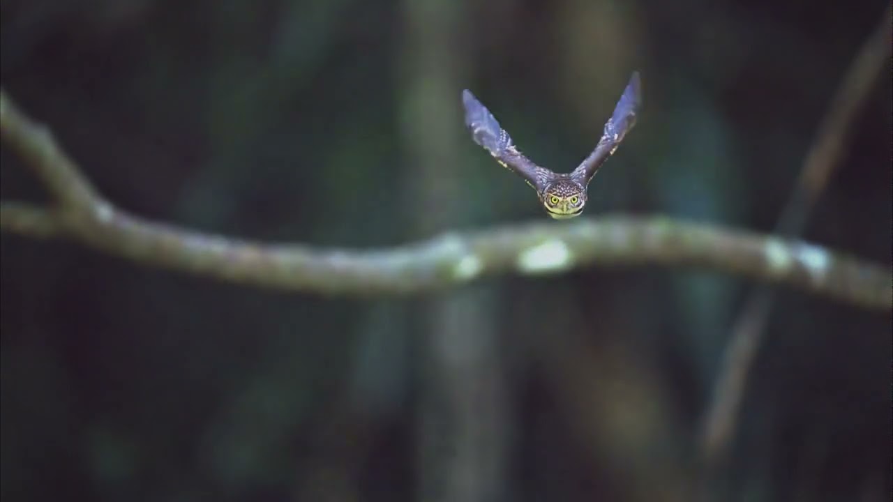 正面對決- 鵂鶹:ISO25600,172連拍轉4K動態短片