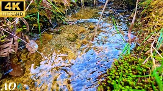 [Water Sound/Healing] The soothing sound of the creekBeautiful waterway (during work, study, sleep)