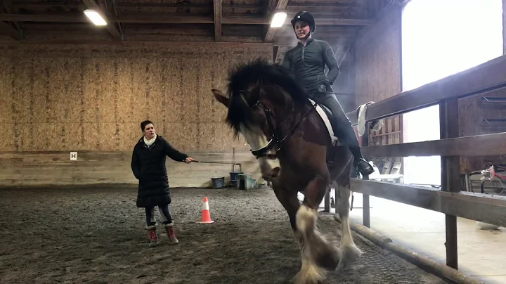 Towerview Theo | Dressage Clydesdale Stallion