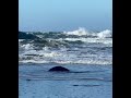 Crashing Waves at Fogarty Creek Beach Ore #shorts #short #shortvideo #shortsfeed #shortsvideo
