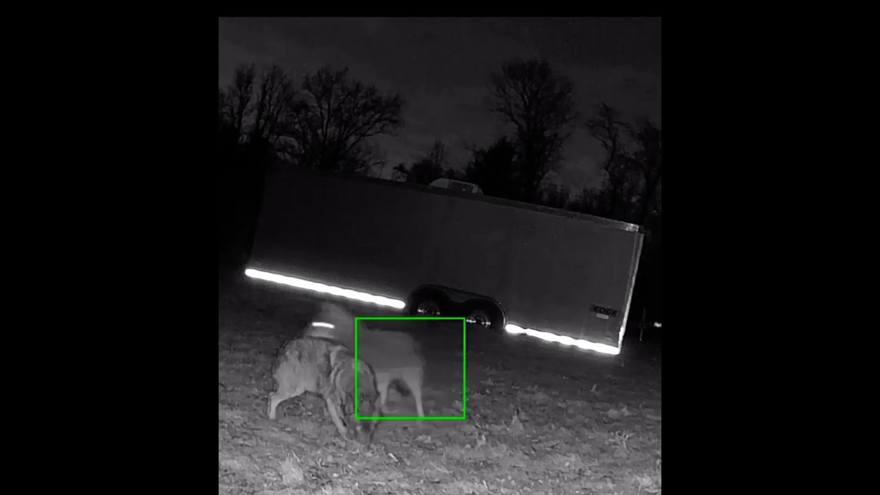 Young Coyote Getting in Trouble with her Parents or Coyote sounds Screch