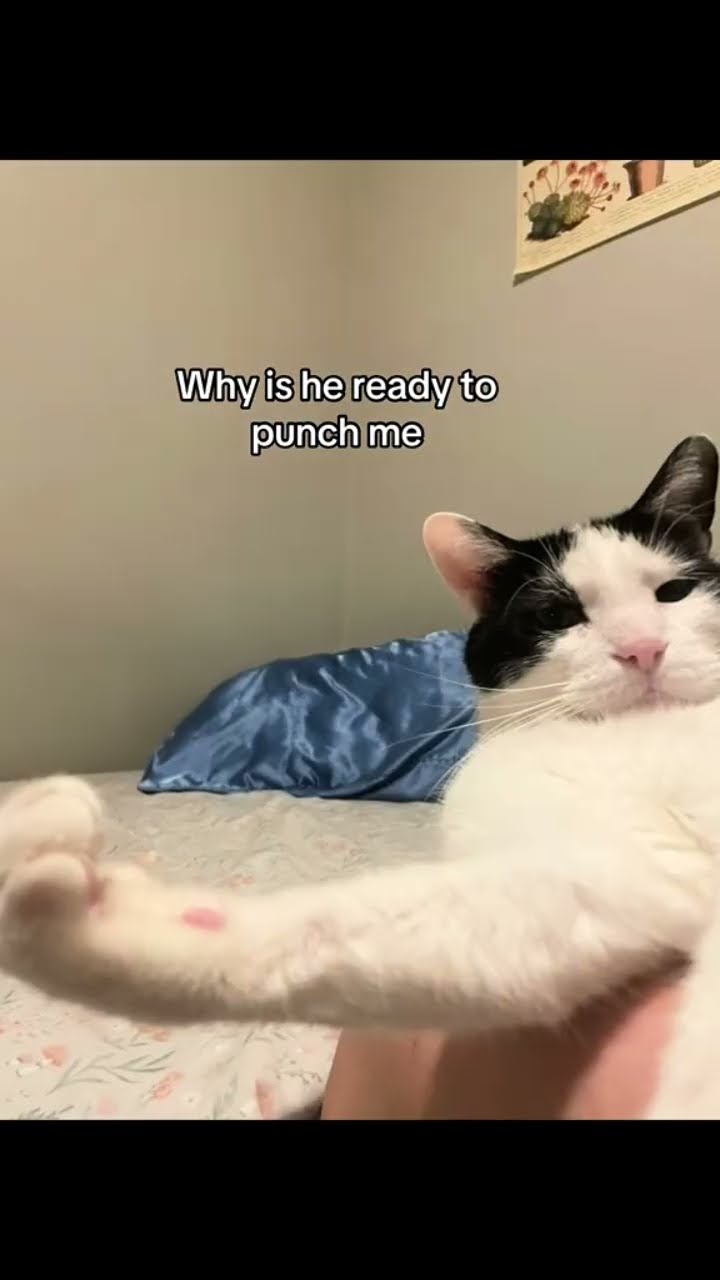Kittyo getting ready to be like one punch man