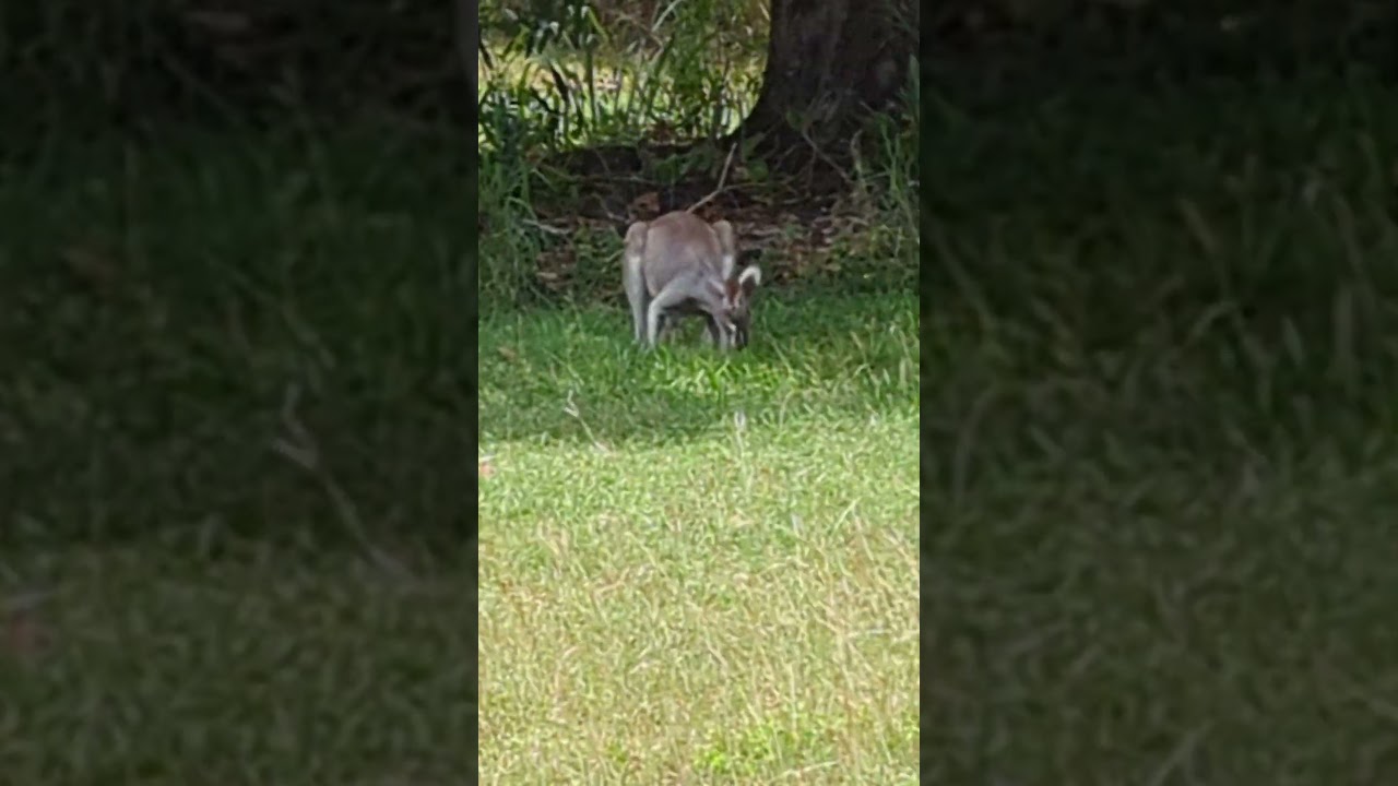 Wallabies hanging out under a mango tree -  #wildlife #australia #wallaby