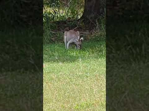 Wallabies hanging out under a mango tree - #wildlife #australia #wallaby