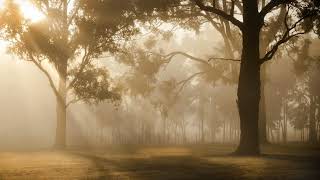 dryads dream