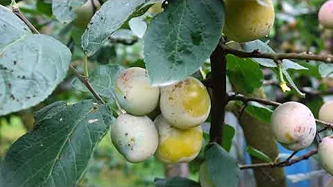 Слива 