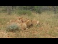 Lion Pride catch a Warthog