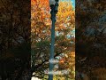 POV: You’re walking through a classic D.C. neighborhood at the peak of fall🍁#WashingtonDC #fall2025