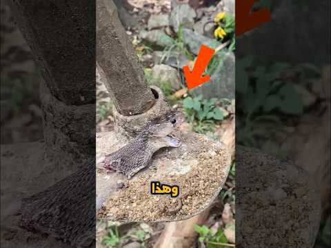 لهذا السبب اياك ان تقترب من ثعبان ميت Shorts