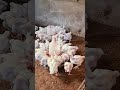 4 weeks Ross 308 #agriculture #chicken #business