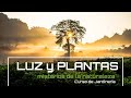 ¿Por qué las 🌱 PLANTAS buscan la 💛☀ Luz del SOL? [v72] Curso básico de Jardinería | LdN