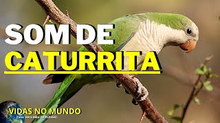 Som de Caturrita / Myiopsitta monachus (Vidas No Mundo)