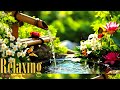 Sun Relax4k /The sound of birds and flowing water combined with the music is really relaxing.