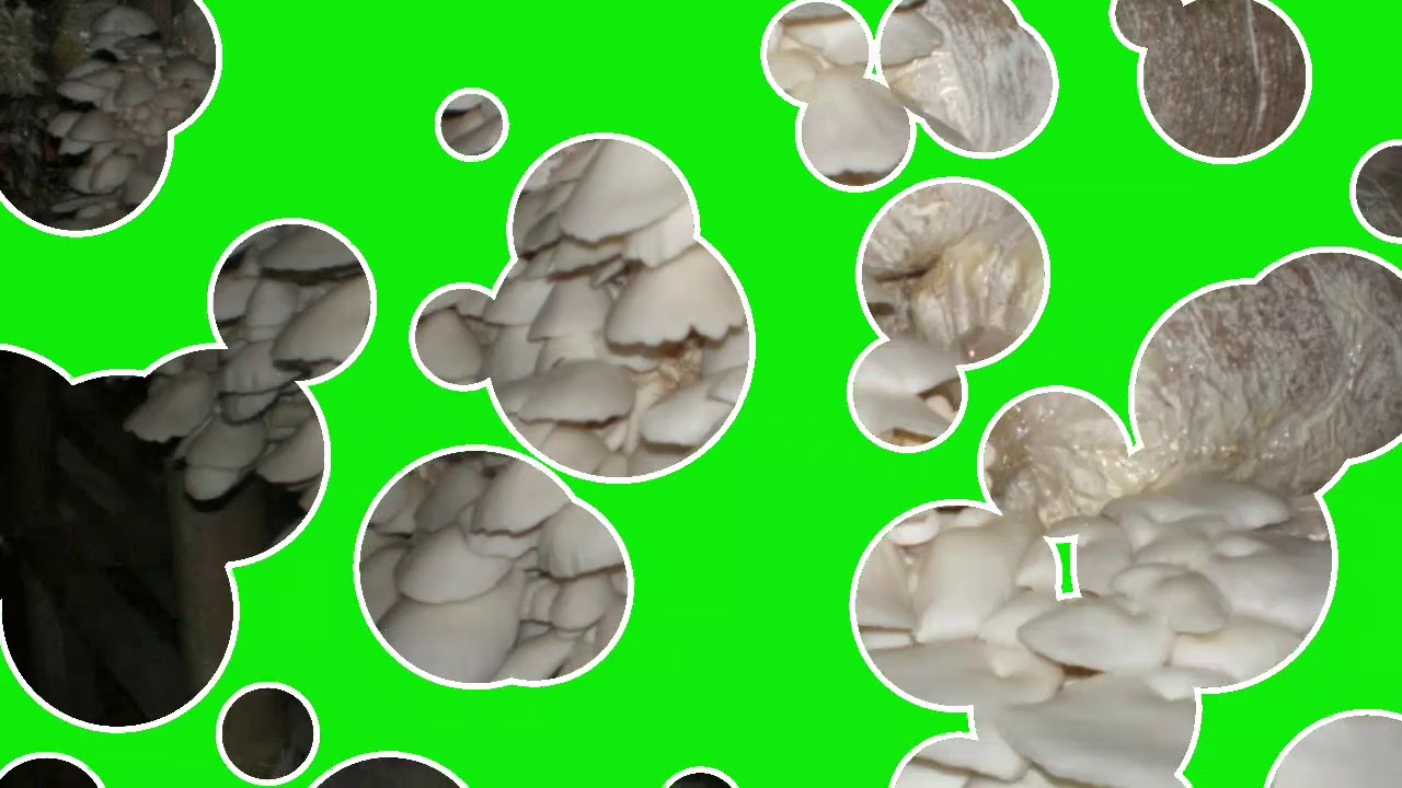 CARA BUDIDAYA JAMUR TIRAM 