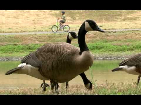 New Jersey community orders massive goose slaughter