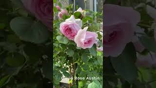 #5 Olivia Rose Austin standard tree planted last March 2021 #davidaustinroses #rosegarden #garden