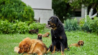 Caring for Your Newfoundland Dog's Skin Health