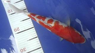 โคฮากุ โออิชิ 31 cm.Female.AVI