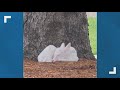 Rare white fawn spotted on a college campus