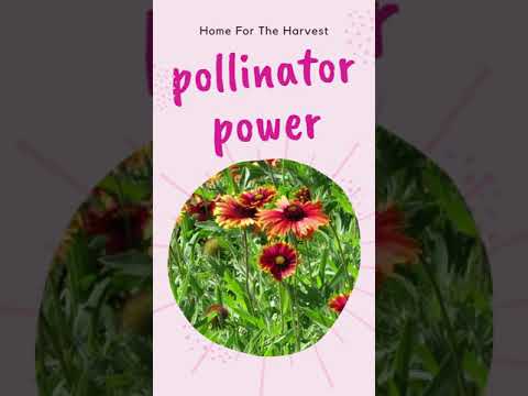 Video: Ümmarguse lillepeenra ideed – ringikujulise lillepeenra istutamine