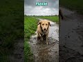 When Your Dog Starts a Vlog 😂🐶 #shorts... 😂🌀