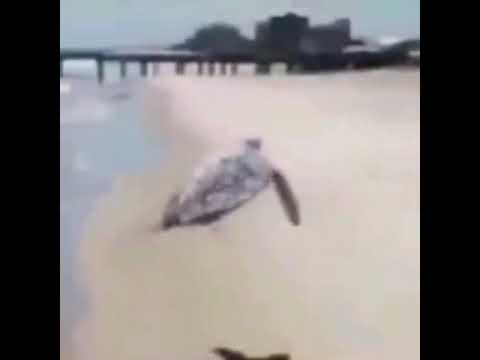 Turtle Sings to Buttthekidisnotmyson