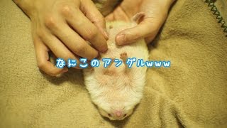 なに?!このアングルwww　What is this angle!!《 Hedgehog diary やすじろうの日常#111 》