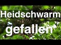 Oh je: Heidschwarm gefallen - Dunkle Biene