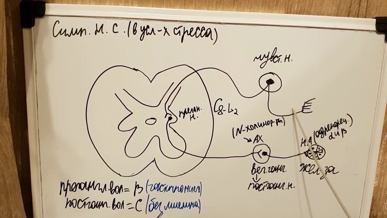 Вегетативная рефлекторная дуга симпатической нервной системы - YouTube