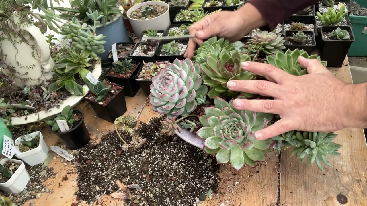 Composiciones coreanas agregando nutrientes, día 7 videos diarios 