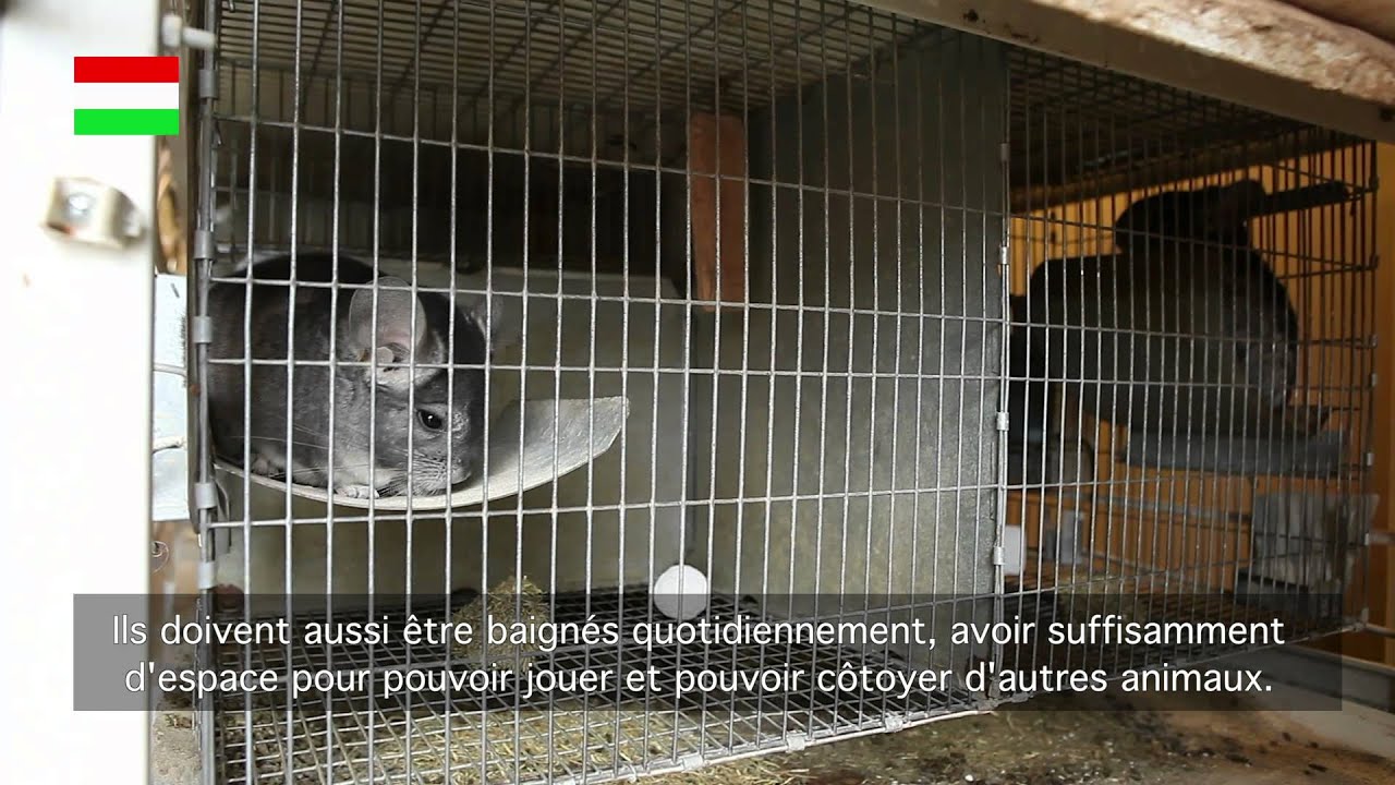 Hungary chinchilla farms YouTube