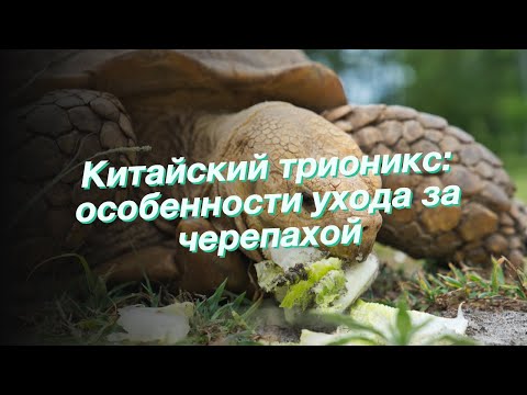 Китайский трионикс: особенности ухода за черепахой