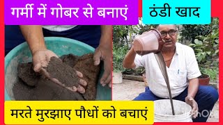 मरते मुरझाए पौधों को बचाएं।गर्मी में गोबर से बनाएं ठंडी खाद।Summer Fertilizer by Grandpa Garden 1,187 views 2 weeks ago 9 minutes, 33 seconds