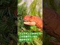 #shorts ジュラシックワールドの世界を自宅でも！恐竜フィールド