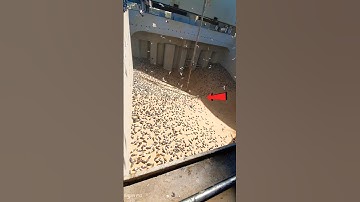 Why Grain Ships Don’t Use Nets Against Birds 😱