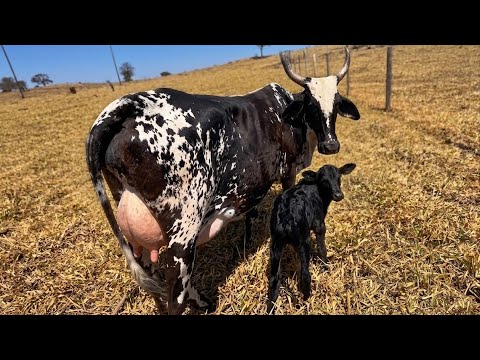 Pintura the heifer has calved; very gentle and a great milker