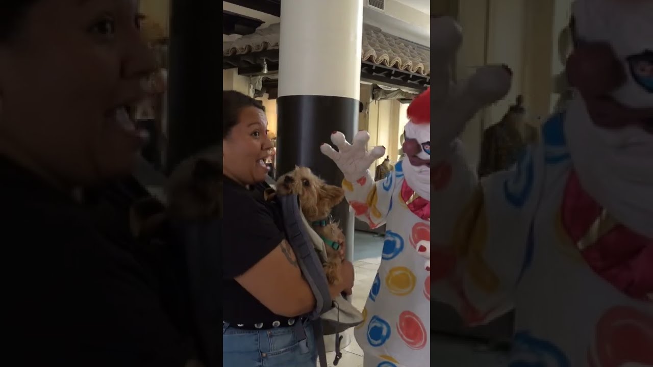 This Dog ain't Clowning around #shorts #halloween
