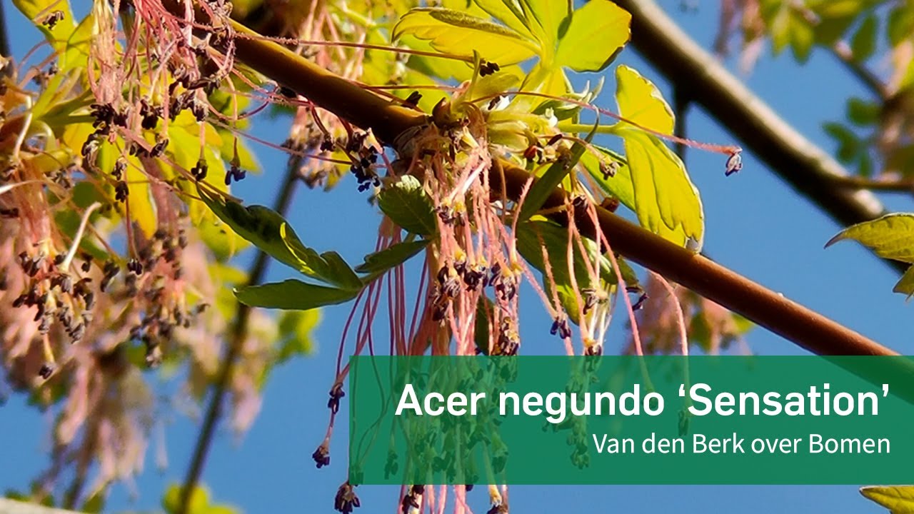 Acer negundo 'Sensation' - Van den Berk over Bomen - YouTube