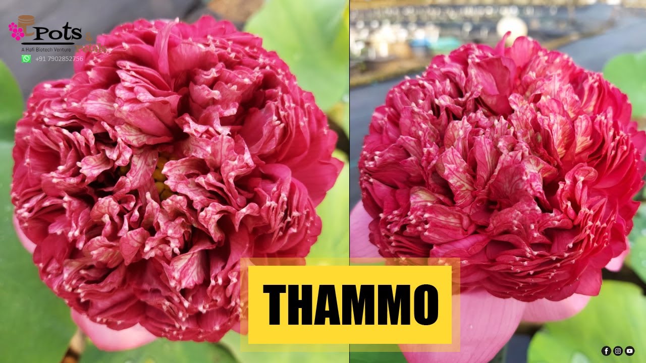 THAMMO presented by Pots and Petals