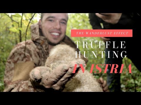 Truffle Hunting in Istria with Karlic Tartufi