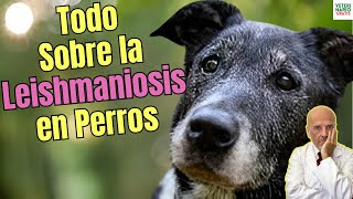 ¿COMO SABER SI MI PERRO TIENE LEISHMANIOSIS? CAUSAS, SÍNTOMAS, TRATAMIENTO Y ESPERANZA DE VIDA