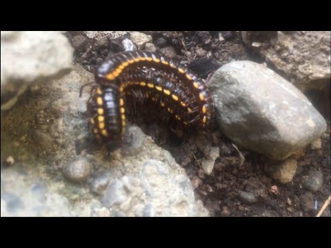 Mating Millipedes