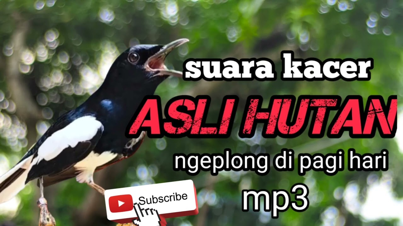 SUARA KACER NGEPLONG SANTAI Mp3//kacer ngeplong di pagi hari memancing kacer bahan cepet bunyi🔴🔥