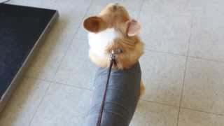 Corgi wearing Thundershirt at the vet by trinketbaby 1,280 views 10 years ago 54 seconds