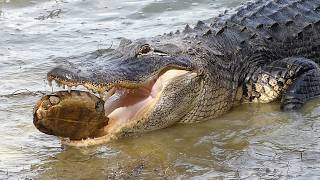 The Tough Life of Wild Turtles - Predators, Drought & Survival